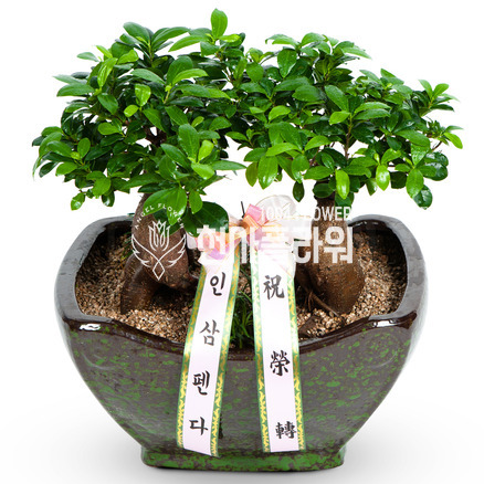 인삼펜더(쌍대_