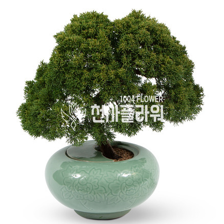 진백도자기분재