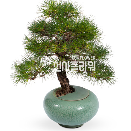 해송분재17