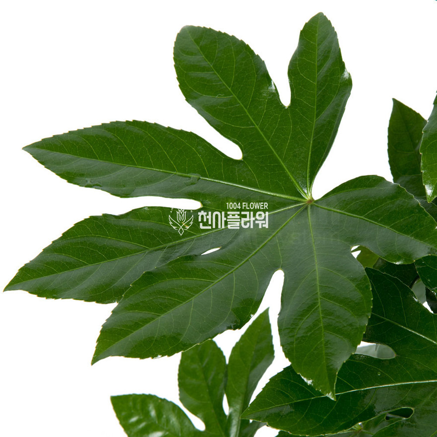 상세이미지