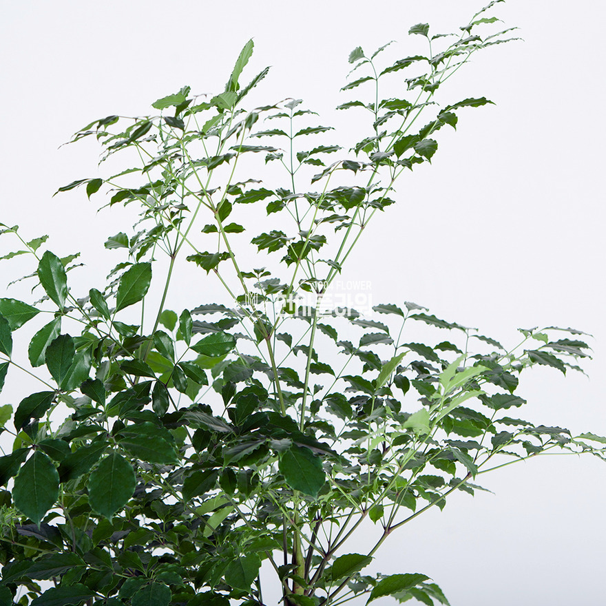 상세이미지