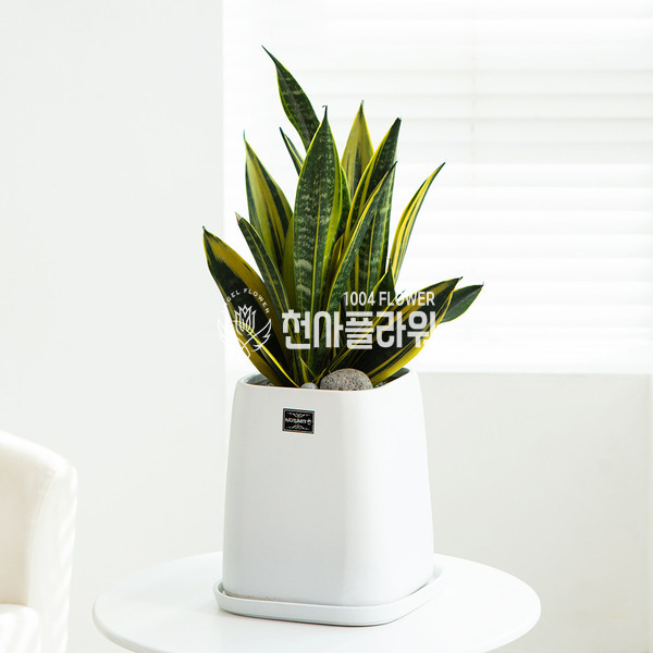 산세베리아 60k