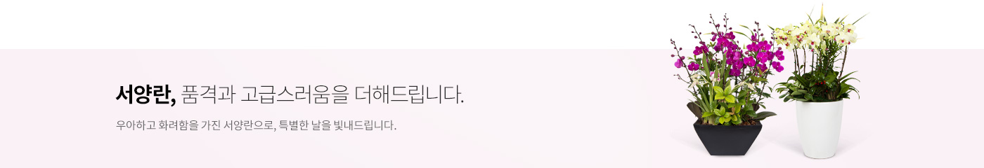 서양란